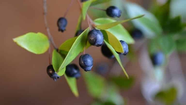 Bacche di Myrtus communis per fare il liquore mirto home made