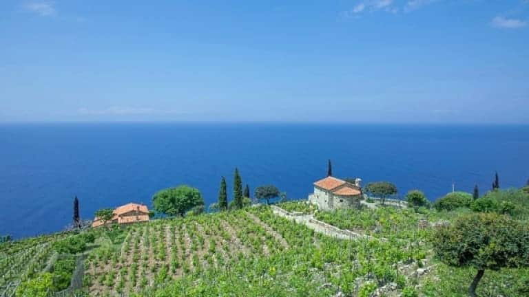 Aleatico DOC dell'Elba, vignete sull'ìsola dell'Elba a strapiombo sul mare