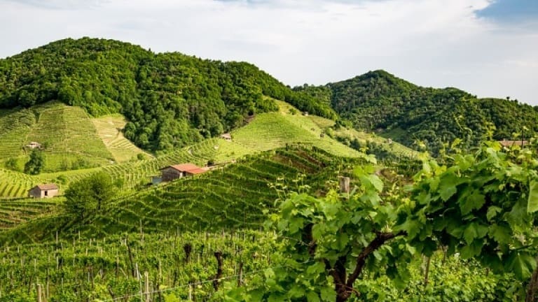 DOCG Prosecco Conegliano and Valdobbiadene, production area of Prosecco DOCG