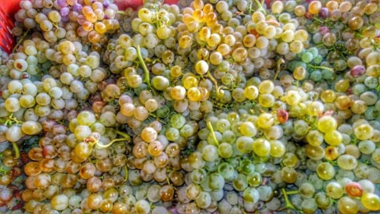 Fiano di Avellino wine guide, the best Campania white wines, Fiano wine history