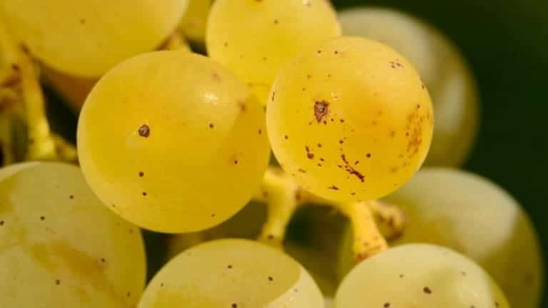 Müller Thurgau wine guide, the best white wines of the world