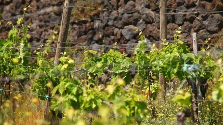 Nerello Cappuccio, vino rosso siciliano, guida ai migliori vini italiani 