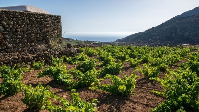 Pantelleria wine, Zibibbo wine, how to make Passito di Pantelleria wine