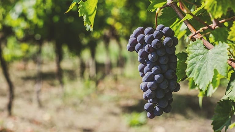 Chianti Classico vino vitigno storia zone di produzione e caratteristiche