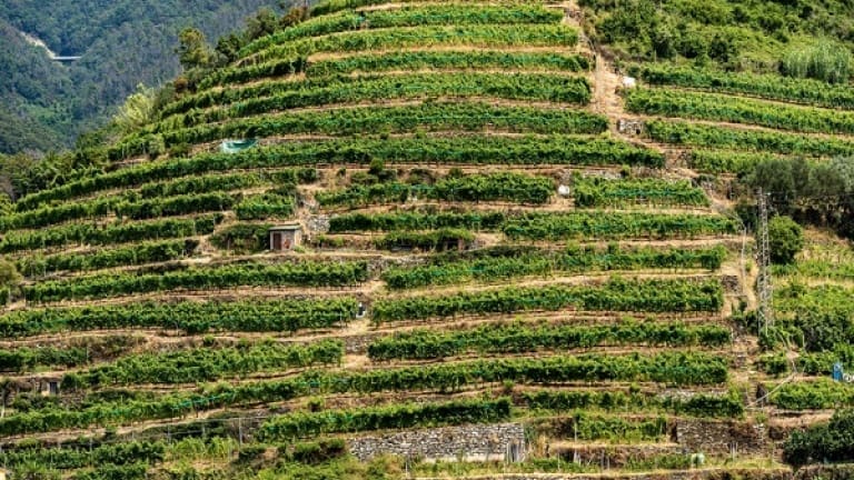 Vigneti di Vermentino in collina, terrazzamenti, Cinque Terre