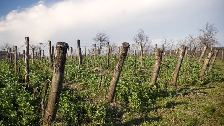 Vineyards of Garganega, Soave. Tasting and commentary on Angiolino Maule's wines