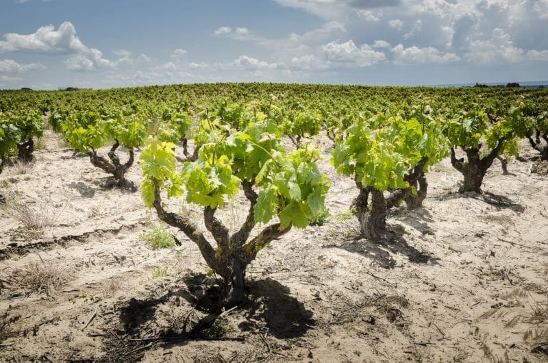 CINGHIA A25 - - Biciclette Scooter Macchine Agricole - Foto 5